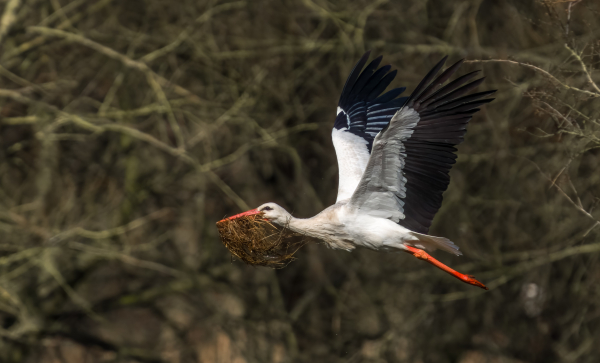 Storch mit Zeug