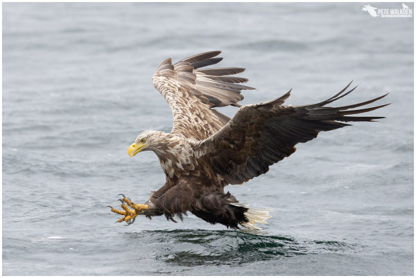 A photo of a white-tailed eagle about to pick up a fish from the surface of a sea loch.