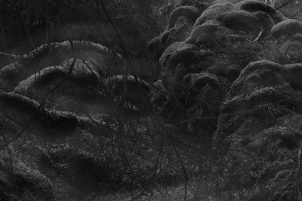 Some mossy rocks to the right and a couple to the left a branch is hanging down in front of the rocks to the left. There is a bit brighter light out of focus on parts of the moss.