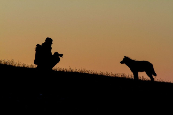 A picture of a wolf.