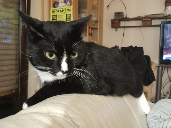 Emma Peel, a tuxedo cat, looks on, annoyed.