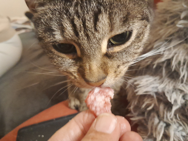 Pussy Galore, a grey tiger tabby, noshes on proferred sausage.