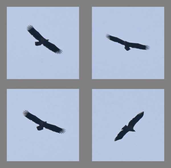 Eine Collage aus vier Fotos ein desselben Vogels, der wegen der Lichtverhältnisse und der Entfernung nur als bessere Silhouette zu erkennen ist. Die rechteckige Flügelform könnte ein Adler sein.