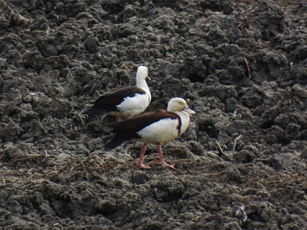 Radjah Shelduck (Radjah radjah)
LC Least Concern 