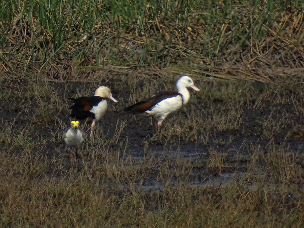 Radjah Shelduck (Radjah radjah)
LC Least Concern 