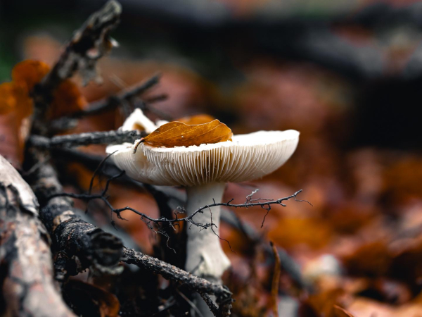 Ein heller Pilz, nah dran, mit rostbraunem Buchenlaub umgeben. Links trockene Zweige.