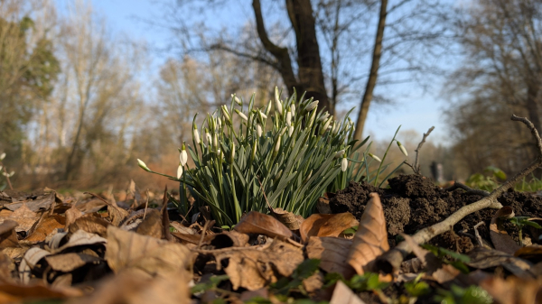 Schneeglöckchen haben sich durch das Laub gekämpft und die ersten Blüten sind zu sehen. Fotografiert aud der Froschperspektive. Im Hintergrund sind Bäume und der blaue Himmel zu sehen.