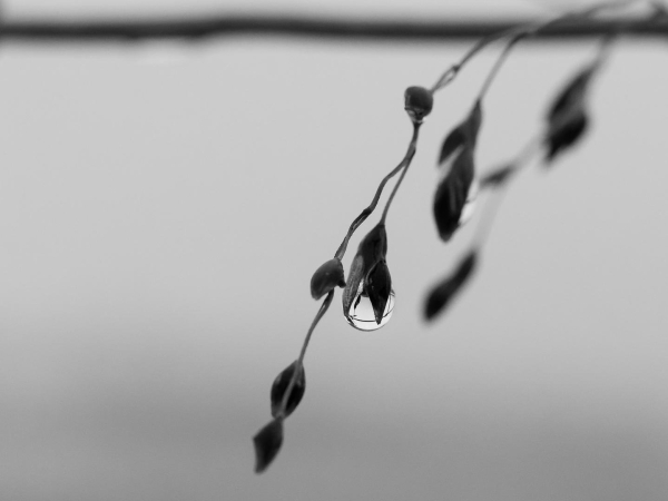 A branch with leaves hanging into the picture from above. A raindrop on one of the leaves.Monochrome.