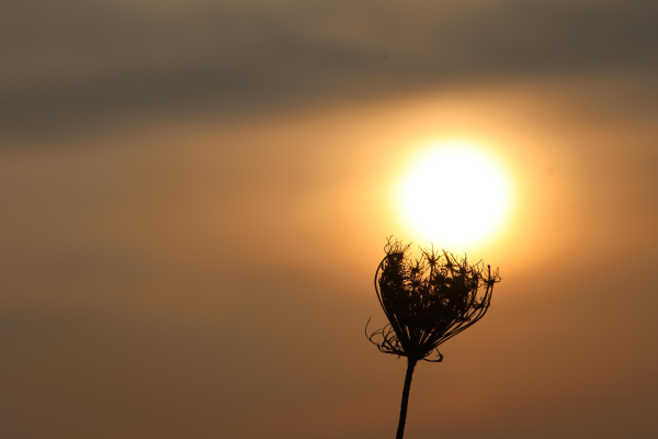 Sonne sitzt auf einer wilden Möhre.
Marzework