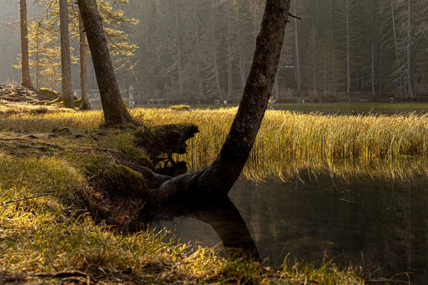 Ufer eines Sees mit  zwei Baumstämmen im Vordergrund. Der rechte ragt etwas ins Wasser, der hintere eher Richtung Rand. Dahinter finden sich noch weitere. Es gibt viel kurzes Schilf, das im Wasser steht und von der Sonne von links hinten beleuchtet wird.