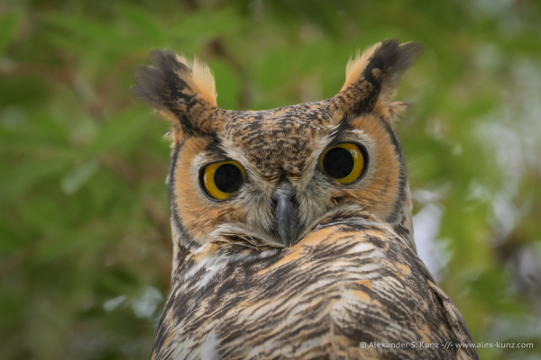 Close-up photo of an owl's head, showing the big round eyes, beak and feather tufts on its head.