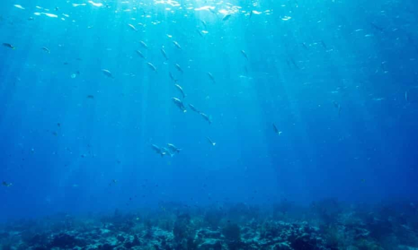 Average daily sea surface temperatures this week surpassed the record of 20.95C set in 2016. Photograph: Joseph Prezioso/AFP/Getty Images.