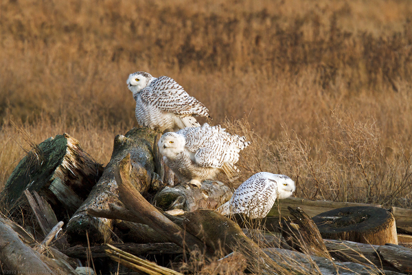 3 Snowy Owls sitting on some driftwood in a tidal marsh.  All 3 are warming up to begin hunting in the early evening.