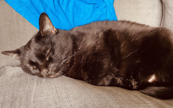 Midnight the black cat, sound asleep on the couch. 