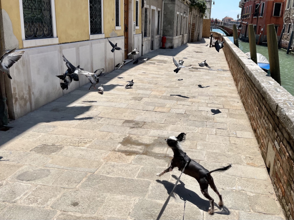 Colour photo of a small black and white Chinese crested dog in a sunny Venetian canal-side street, leaping into the air trying to catch one of the flock of a dozen or so pigeons who are scattering at his approach