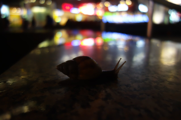 A snail explores a reflective surface at night, with blurred, colourful lights in the background.