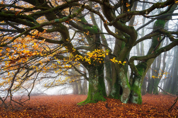 Zwischen alten Bäumen im nebligen Herbstwald