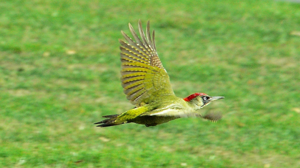 The green woodpecker has just taken off at great speed.
#myphoto