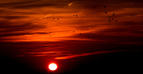 A flock of birds on their “way home” just before the sun sets. 
#myphoto