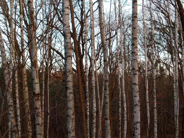 Hälfte Himmel, Hälfte Wald. Schlanke weiße Birkenstämme verbinden beides miteinander.