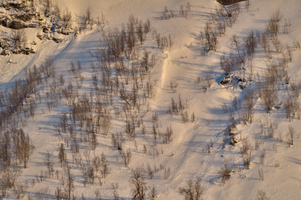 Birch and snow