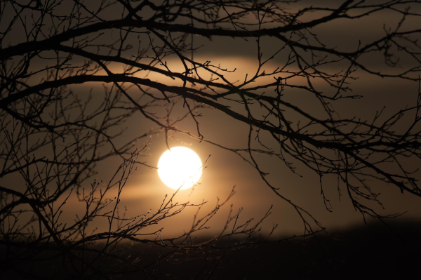 The sun illuminated through thin clouds, behind the branches of a birch tree.