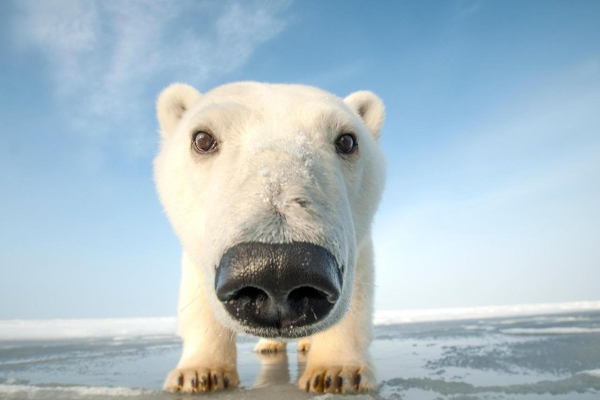 polar bear snout looking distorted because of a wide angle lens