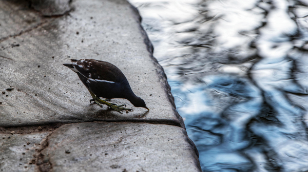 Eine Teichralle steht auf einer nassen Mauer am Seeufer und pickt nach Brotkrumen. Rechts im Bild ist etwas unscharf das Wasser mit Wellenbewegung und Spiegelung zu sehen. 