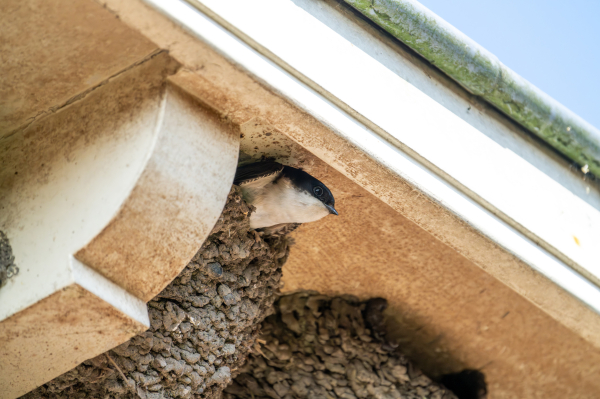 Mehlschwalbe und Nest