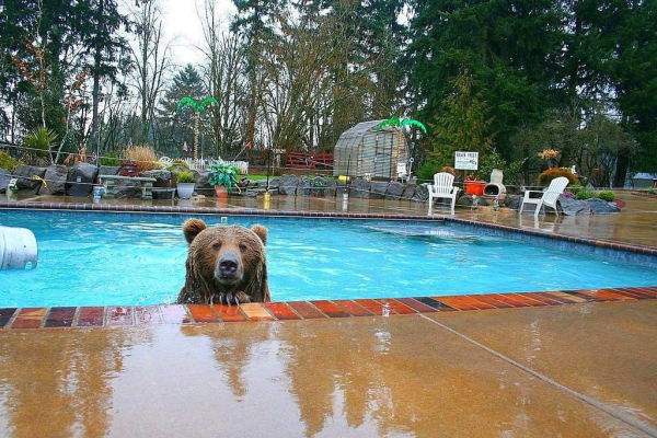 a brown bear looking at the camera from the pool, with its head above the water