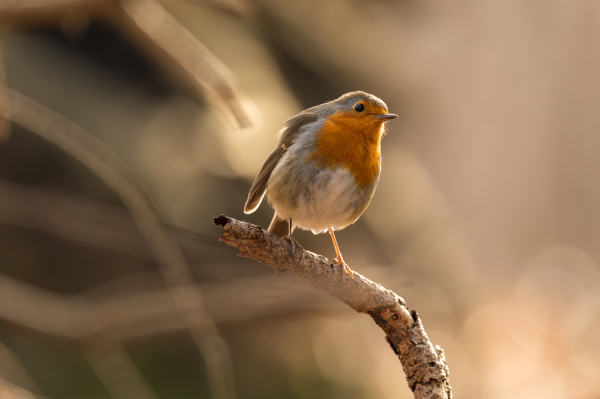 
Das Bild zeigt ein detailliertes Nahaufnahmefoto eines Rotkehlchens (Erithacus rubecula), das auf einem dünnen, knorrigen Ast sitzt. Der Vogel ist im Fokus und scharf, während der Hintergrund unscharf ist und eine warme, goldene Farbe aufweist, die auf einen Sonnenuntergang oder Sonnenaufgang hindeutet.  Das Rotkehlchen ist in seiner typischen Färbung dargestellt: ein orange-rotes Brustgefieder, ein graubrauner Rücken und Flügel sowie ein kleiner, dunkler Schnabel. Es wirkt ruhig und sitzt aufrecht auf dem Zweig.  Der Hintergrund besteht aus unscharfen, verwaschenen Baumzweigen und Blättern, die warme, erdige Töne in Braun und Beige zeigen. Die allgemeine Stimmung des Bildes ist ruhig, friedlich und warm, mit einem Hauch von Nostalgie oder Gelassenheit.  Das Licht scheint weich und diffuses Sonnenlicht zu sein, das den Vogel von der Seite beleuchtet und ihm eine warme Aura verleiht.
