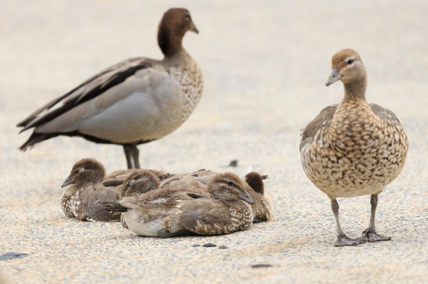 A family of wood ducks on a concrete path. The father is at the rear, keeping watch in that direction, the mother on the right front, watching me, and four ducklings are huddled together in the middle having a snooze.