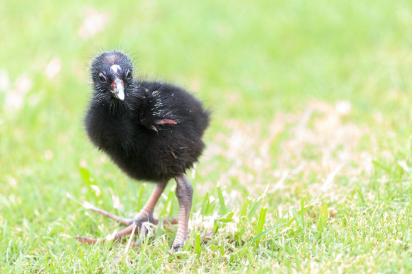 A tiny black fluffy chick with enormous feet, stands on a lawn. 
It is the chick of an AustralasianSwamphen.