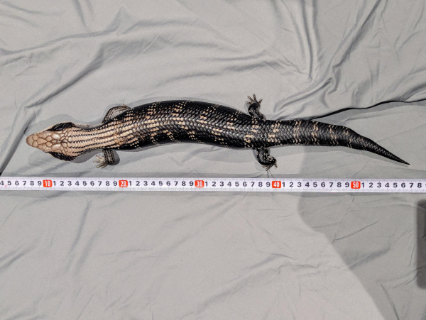 Photo of an Eastern Blue Tongue Skink from directly about. It is lying on a bed next to an unfurled steel tape measure. The tip of his nose is about 50 cm from the tip of his tail, and he is lying almost but not entirely straight.