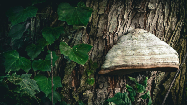 A photograph of Fomes Fomentarius (hopefully!), often referred to as the Tinder Fungus or Hoof Fungus, growing on tree bark. There's also some ivy climbing the tree alongside the fungus. (CC BY 4.0)