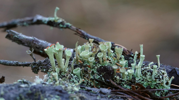 A few old branches on the ground are covered with various Cladonia lichens.