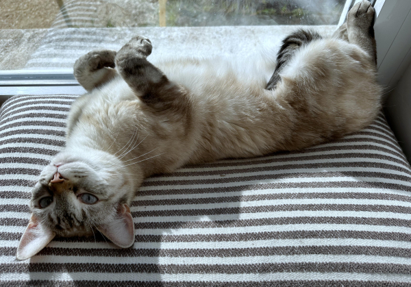 a beige-black-white lynx-point siamese cat with blue eyes and a rust-coloured patch above her salmon-coloured nose is on her back, front paws bent over and tail tucked up on her tummy, on a black and white stripey cushion. she and the cushion are on the sunny windowsill of a large window that looks out onto grass and gravel.