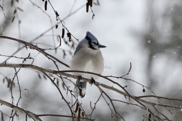 Bird, blue jay in a birch tree with light snow flurries