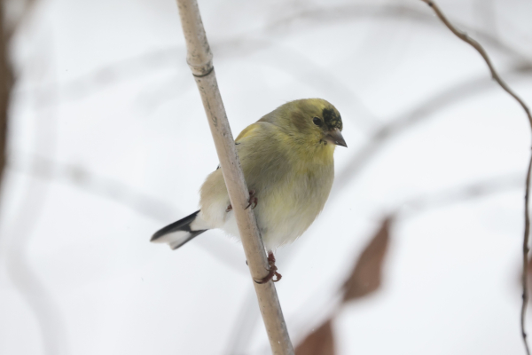 Bird, goldfinch on a bamboo stake