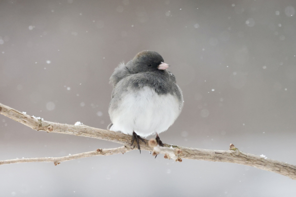 Bird Dark-eyed Junco on a ginkgo branch front view with light flurries