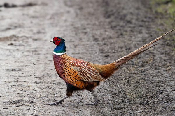 Common Pheasant crossing a dirt path.