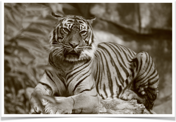 This is a black and white of a tiger with laid back ears, eyes closed to slits, slightly open catch , whiskers stretched out, its big paws on a trunk of wood - hidden behind some kind of plant … 
Behind the striped coat of the cats body are different shades of rock. Both plant and rock are something you can only guess on - since the focus is on the cat.