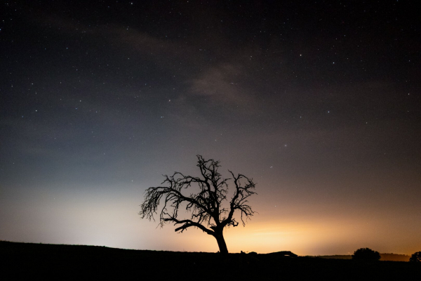 You can see the silhouette of a bare tree in the center and bottom of the photograph and above it a night sky.