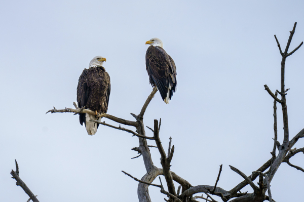  Bald eagles prefer to live near water and wetlands, where they can find their preferred meal, fish. As opportunistic foragers, though, they also eat a variety of other small mammals and birds. Their dietary preferences make them a common sight near rivers, lakes, and reservoirs. They like to perch on tall, mature trees near the water to watch for prey.
The bald eagle population has boomed in Colorado over the last 50 years. Just three known bald eagle nests existed by 1980, but today, reports of over 200 statewide exist! That’s just the year-round birds — over 1,000 bald eagles migrate through the state yearly, more than quadrupling Colorado’s species population.
Two eagles are perched atop an old cottonwood tree with pale blue sky in the background. December 2023.