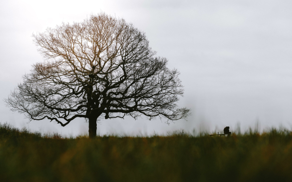 Das Foto zeigt eine majestätische, knorrige Eiche im Winter, ohne Blätter, was ihre Struktur und Stärke hervorhebt. Der Baum steht auf einer Anhöhe und dominiert die Szene. Unterhalb der Baumlinie ist ein Feld mit niedrigem, trockenem Gras zu sehen, das sich bis zum Horizont erstreckt. Insgesamt ist das Foto eine beeindruckende Darstellung der winterlichen Natur, mit einer starken Betonung auf der zentralen Eiche. Es fängt die Schönheit und Stärke des Baumes in der kalten Jahreszeit ein und vermittelt eine Atmosphäre der Ruhe und Besinnlichkeit.
Bildbeschreibung von Gemini.