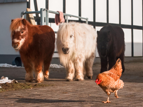 three shetland ponys and a chicken in front of a barn building