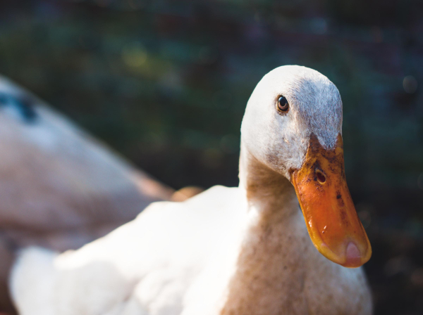 closeup portrait of a runner duck