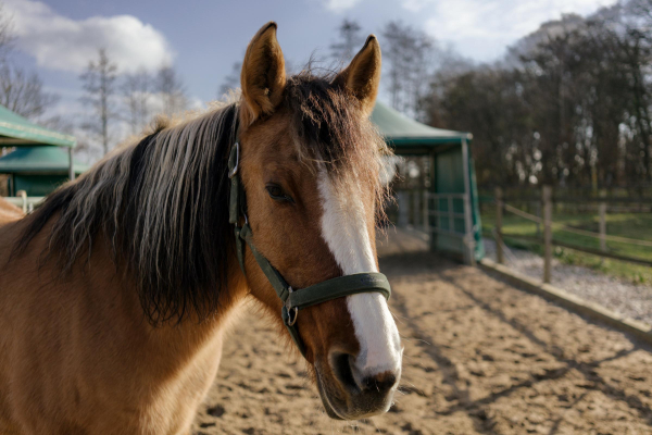 portrait of a brown horse on her paddock 