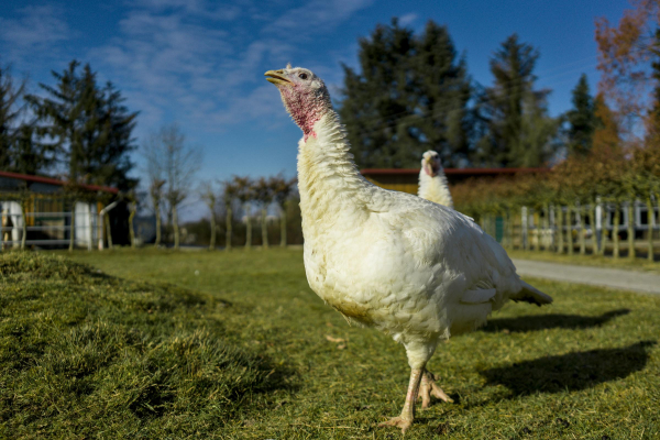 two turkeys on a green yard