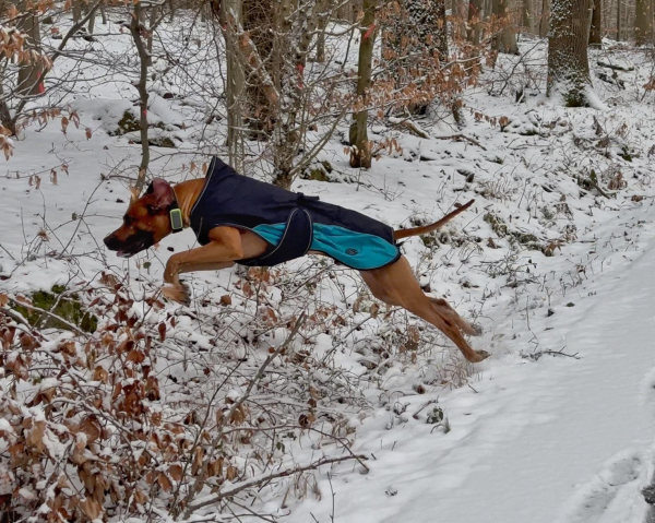 Ein Hund in einem blau-schwarzen Fell springt durch einen verschneiten Wald. Der Boden ist mit weißem Schnee bedeckt, und es gibt blattlose Bäume und etwas braunes Laub im Hintergrund.